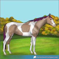 Horse Color:Painted Classic Champagne Tobiano 