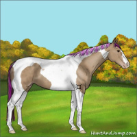 Horse Color:Painted Classic Champagne Tobiano 