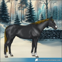 Horse Color:Painted Black 
