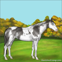 Horse Color:Smoky Black Splash Tobiano 