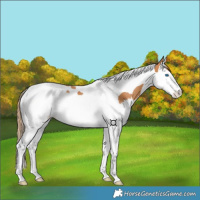 Horse Color:Chestnut Splash Tobiano 