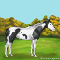 Horse Color:Black Splash Tobiano 