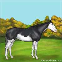 Horse Color:Black Splash 
