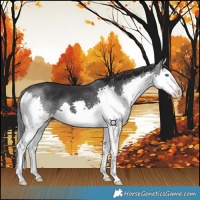 Horse Color:Black Splash 