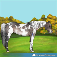 Horse Color:Platinum White Spotted Brown Rabicano
