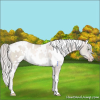 Horse Color:Platinum White Spotted Gold Cream Champagne Rabicano
