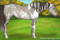Horse Color:Platinum White Spotted Liver Red Dun Rabicano 