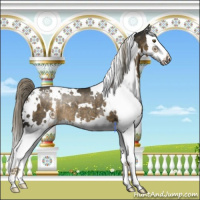 Horse Color:White Spotted Chocolate Palomino Splash Rabicano
