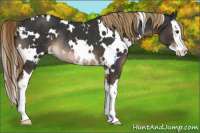 Horse Color:Platinum White Spotted Liver Chestnut Splash Rabicano
