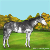 Horse Color:Black Splash 