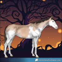 Horse Color:Bay Dun Splash 