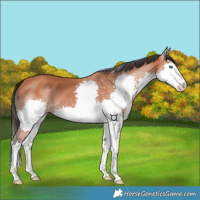Horse Color:Bay Splash 