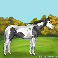 Horse Color:Black Splash Tobiano 
