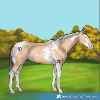 Horse Color:Amber Champagne Splash Tobiano