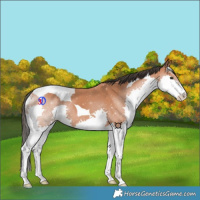 Horse Color:Bay Splash Tobiano