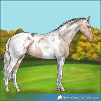 Horse Color:Silver Buckskin Tobiano Blanket 