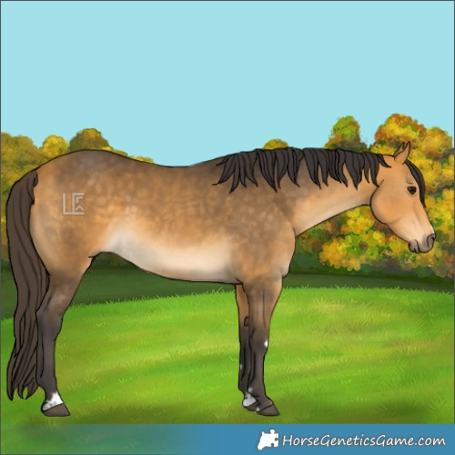 Horse Color:Buckskin 