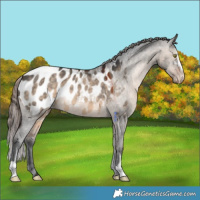 Horse Color:Brown Dun Sabino Appaloosa 