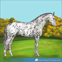 Horse Color:Liver Chestnut Appaloosa 