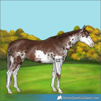 Horse Color:Liver Chestnut Splash 