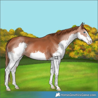 Horse Color:Chestnut Splash 
