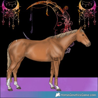 Horse Color:Chestnut Tobiano Rabicano 