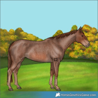 Horse Color:Red Roan 
