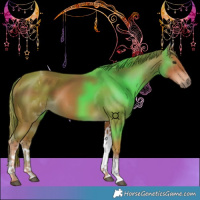 Horse Color:White Spotted Chestnut 