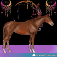 Horse Color:Chestnut 