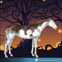 Horse Color:Liver Chestnut Splash