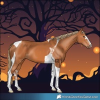 Horse Color:Chestnut Tobiano 
