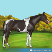 Horse Color:Liver Chestnut Tobiano 
