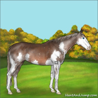 Horse Color:Liver Chestnut Splash 