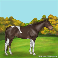 Horse Color:Liver Chestnut Tobiano 
