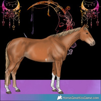 Horse Color:Chestnut Tobiano