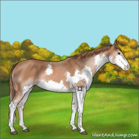 Horse Color:Chestnut Splash 