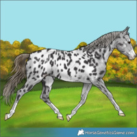 Horse Color:Smoky Black Near Leopard 