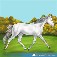 Horse Color:Palomino Sabino Appaloosa