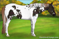 Horse Color:White Spotted Midnight Liver Red Dun Tobiano 