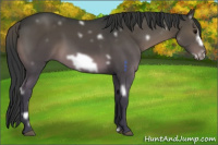 Horse Color:White Spotted Black Frame 