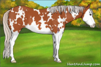 Horse Color:White Spotted Silver Brown Splash 