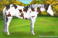Horse Color:White Spotted Brown Splash 
