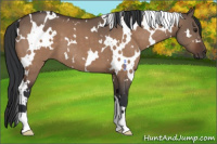 Horse Color:White Spotted Brown Dun