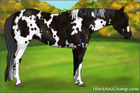 Horse Color:White Spotted Midnight Brown Ice 