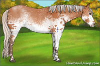 Horse Color:White Spotted Silver Bay Sabino 