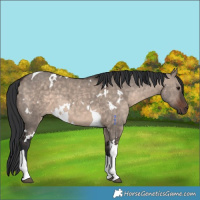 Horse Color:White Spotted Brown Dun Mushroom Tobiano 