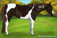 Horse Color:Midnight Liver Chestnut Tobiano 