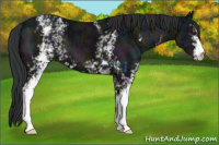 Horse Color:White Spotted Midnight Brown Ice 