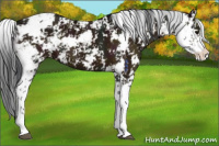 Horse Color:Midnight Bay Dun Sabino 
