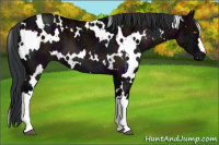 Horse Color:White Spotted Midnight Brown Ice Dun Mushroom 